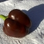 พริกหวานสีช็อกโกแลต - Chocolate Pepper