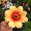 รักเร่เออลี่เบิร์ดคละสี - Mixed Early Bird Dahlia