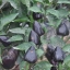 พริกประดับจีนสีดำ - Chinese Ornamental Black Pepper