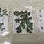 ผักแว่นแห้ง - Dried Marsilea Leaves