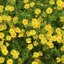 เดซี่ดาลเบิร์ก - Dahlberg Daisy