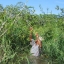 คามู คามู - Camu Camu (Myrciaria dubia) วิตามินซีสูง