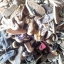 Converse & Vans