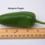 พริกจาลาปิโน - Jalapeno Pepper