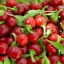 พริกเชอรี่บอมบ์ - Cherry Bomb Pepper