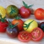 มะเขือเทศเชอรี่คละสี - Mixed Cherry Tomato