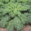 เคลใบหยิก - Dwarf Blue Curled Kale