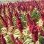 ผักโขมประดับสีแดง - Red Amaranthus Cruentus