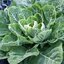 คอลลาร์ดแชมป์เปี้ยน - Champion Collard
