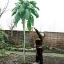 เคลต้นสูง - Walking Stick Kale