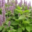 มินต์เกาหลี - Korean Mint