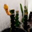 กิ่งแก้วมังกรเวียดนามสีเหลือง - Hylocereus megalanthus