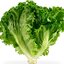 ผักสลัดใบเขียว - Green Leaf Lettuce