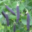 ถั่วลันเตาสีม่วง - Purple Pod Pea