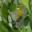 พริกกระจู๋สีเหลือง - Yellow Peter Pepper