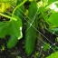 แตงกวาญี่ปุ่นชินโตคิวะ - Shintokiwa Japanese Cucumber