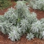 เสจขาว - White Sage (Salvia apiana)