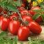 มะเขือเทศโรม่า - Roma Tomato