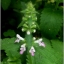 รากถั่วด้วง - Chinese artichoke (Stachys sieboldii)