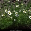 คาโมมายล์โรมัน (หญ้าหอม) - Roman Chamomile