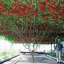 มะเขือเทศต้นอิตาลีทริปแอลครอป - Trip L Crop Tomato