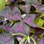 รากผีเสื้อราตรีสีม่วง - Oxalis triangularis 20 กรัม
