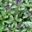 โหระพาอบเชย - Cinnamon Basil