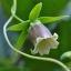 ตังเซียม - Dang Shen (Codonopsis pilosula)