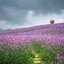 เวอร์บิน่าคละสี - Mixed Verbena (Verbena Tenuisecta)