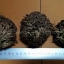 กุหลาบแวมไพร์ - Rose of Jericho (แบบลูกบอล)
