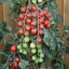 มะเขือเทศชูการ์กลอส F1 - Sugar gloss F1 Tomato (หวานมาก 12 Brix)