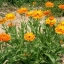 คาเลนดูล่า - Calendula (ดอกไม้กินได้)