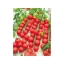 มะเขือเทศซากุระ F1 - Sakura Tomato F1 (หวาน 9-10 Brix)