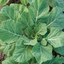 คอลลาร์ดเวทส์ - Vates Collard