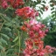 คูนแดง - Cassia marginata