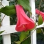 ดอกระฆังชิลี - Chilean Bell Flower