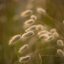 หญ้าหางกระต่าย - Bunny Tail Grass 100 เมล็ด