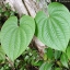 ฮ่วยซัว - Chinese yam