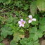 รากผักแว่นดอย - Oxalis corymbosa 50 กรัม