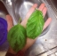 โหระพาใบผักกาด (ใบยักษ์) - Lettuce Leaf Basil