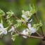 สายน้ำผึ้งสแตนดิช - Lonicera standishii