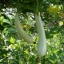 บวบหอมสีขาว - Chinese White Jade Luffa