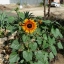ทานตะวันเรดซัน - Red Sun Sunflower
