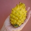 กิ่งแก้วมังกรเวียดนามสีเหลือง - Hylocereus megalanthus