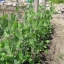 ถั่วลันเตาหวานออริกอน - Oregon Sugar Pod II Pea