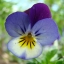 ไวโอล่าสามสี - Viola Cornuta (ดอกทานได้)