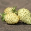 สตรอเบอรี่เยลโลวันเดอร์ - Yellow Wonder Strawberry
