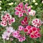 คลาเกียคละสี - Mixed Clakia Amoena
