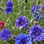 คอร์นฟลาวเวอร์คละสี - Mixed Cornflower (ดอกไม้กินได้)