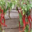 พริกคาเยนผลยาวสีแดง - Long Red Cayenne Pepper
